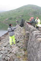 Stocking fish at the dam.